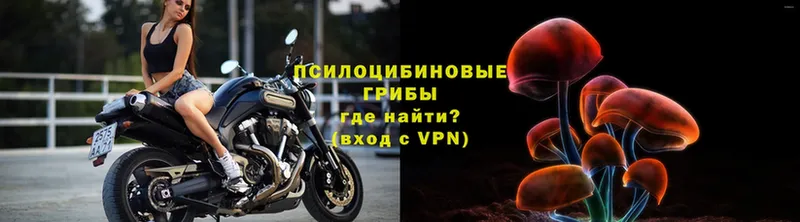купить закладку Белая Холуница Галлюциногенные грибы MAGIC MUSHROOMS